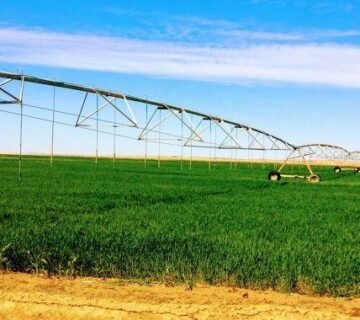 شركات الخليج في مصر