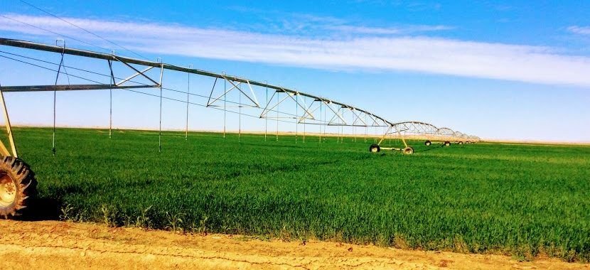 شركات الخليج في مصر