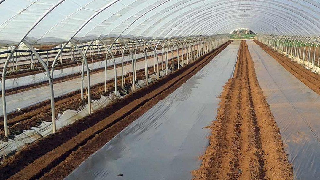 العمالة الزراعية