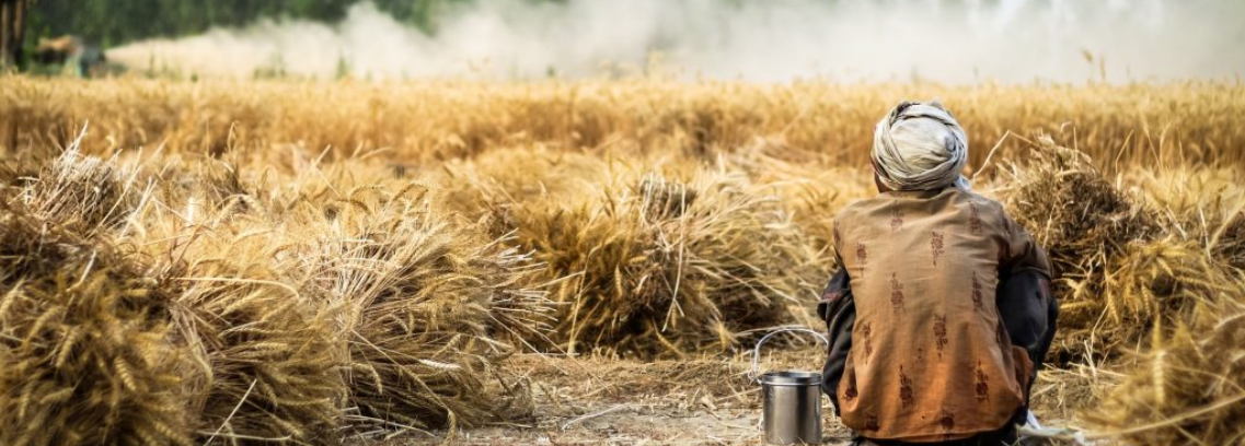 العمالة الزراعية