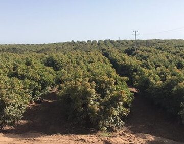 العمال الزراعيون في مواجهة كورونا