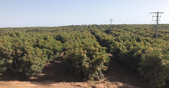 العمال الزراعيون في مواجهة كورونا