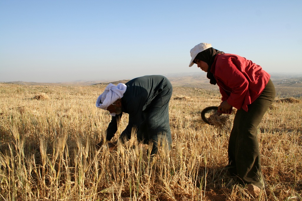 الزراعة في المغرب