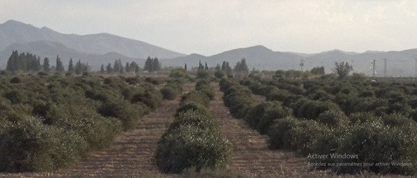 غراسة الجوجوبا