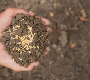 تحقيق السيادة الغذائية