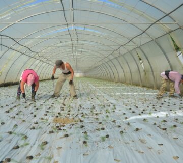 عمال وعاملات الزراعة المعارون