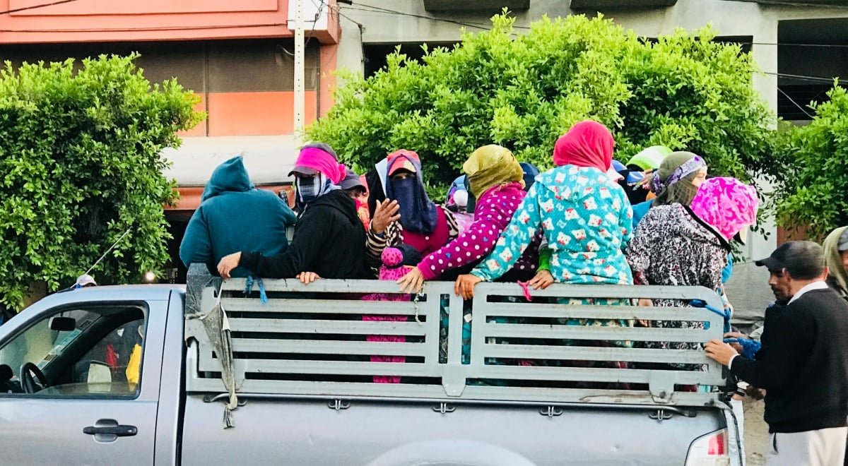 ارتفاع الصادرات الفلاحية