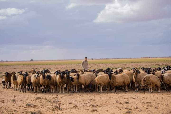 المراعي في سيناء