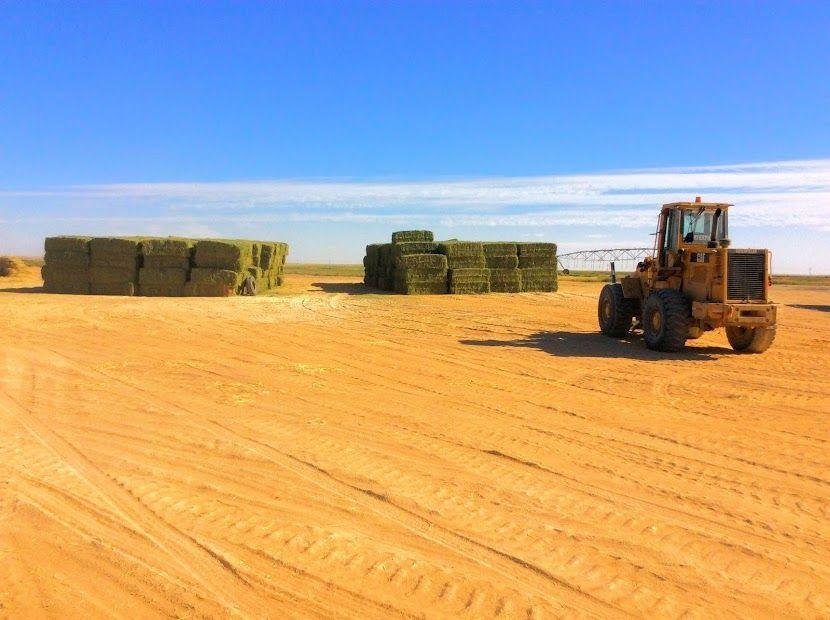 مصر تحقق أمن دول الخليج الغذائي