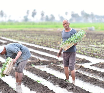 كيف تهاوت الزراعة المصرية