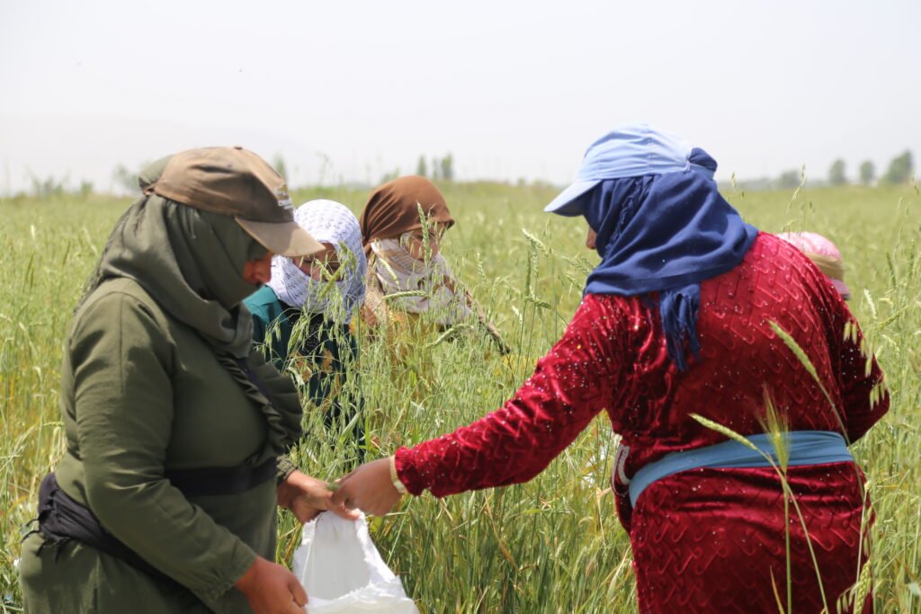 عاملات سوريات خلال حصاد القمح