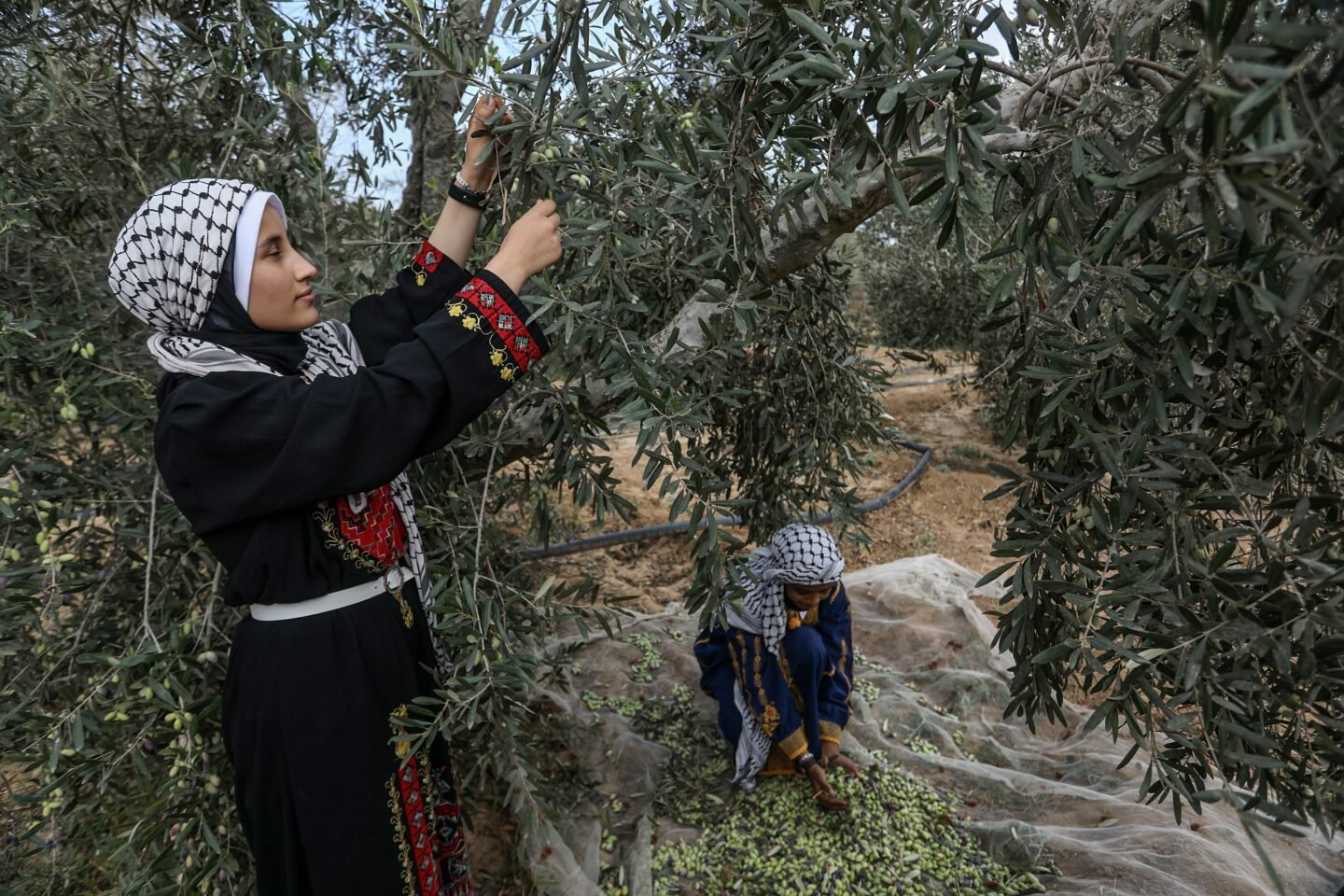 مؤسسات المجتمع المدني في فلسطين