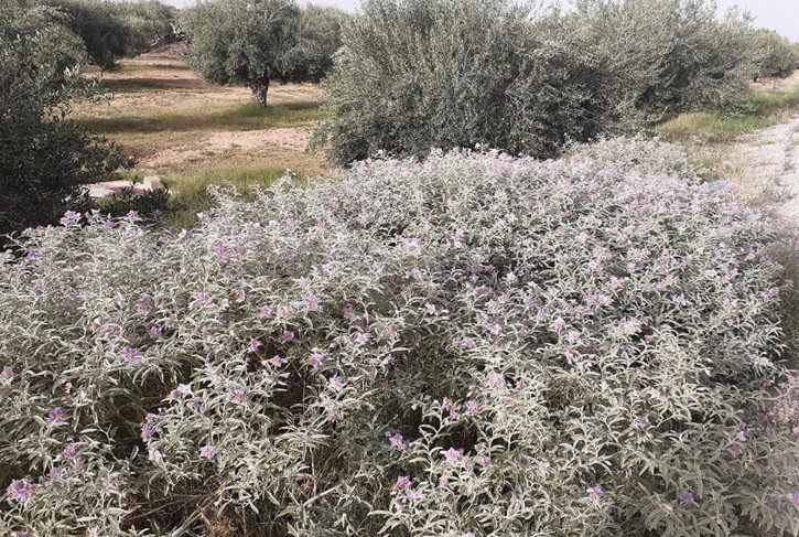 مخاطر إدخال البذور