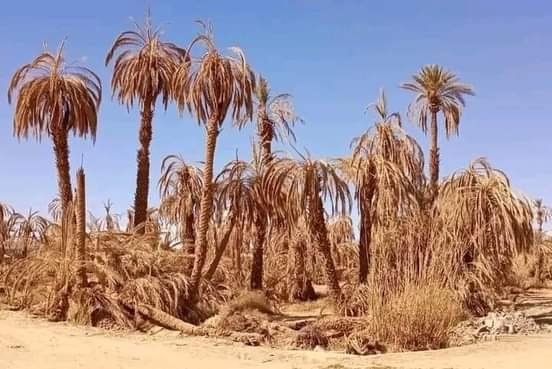 واحات المغرب
